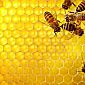 Alveare robot per scaldare le api d'inverno