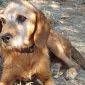 "Non abbandonate gli animali"