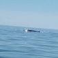 Balenottera avvistata nel mare dell'Elba