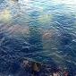 Sversamento in mare, Asa invia una ditta