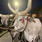 Fiera della Zootecnia, Chianina protagonista