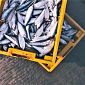 Pesca, "A rischio settore, serve piano locale"