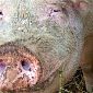 Peste suina, 200 allevamenti in allarme