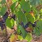 Chicchi di grandine come proiettili su uva e olive