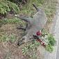 Rose rosse per il cinghiale investito a Lacona