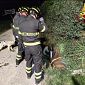 Soccorsi in forze per il cavallo bloccato nel fosso