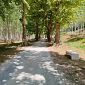 Nuove panchine nel viale di Boscone a Forcoli