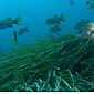 Posidonia custode del mare e delle coste